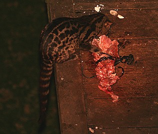 genetta tigrina, Großflecken Ginsterkatze